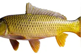 鲤鱼无处不在！它的强大适应能力从哪儿来？图片