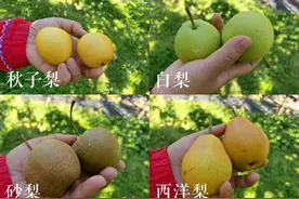 黑龙江省有梨树10万亩，你对地产梨了解多少？图片