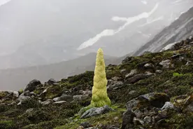 塔黄，高山上的小巨人图片