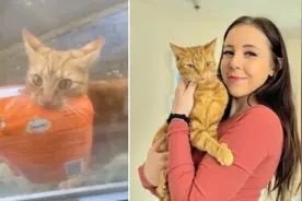 贪吃猫咪热衷到邻居家偷零食 被主人抓现行图片
