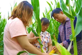 大学毕业生夫妻返乡种地“淘金”13年：梦想在农村逐渐实现图片