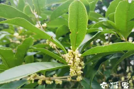 桂花为何迟迟不开？专家：天热少雨是主因，下周渐迎盛花期图片