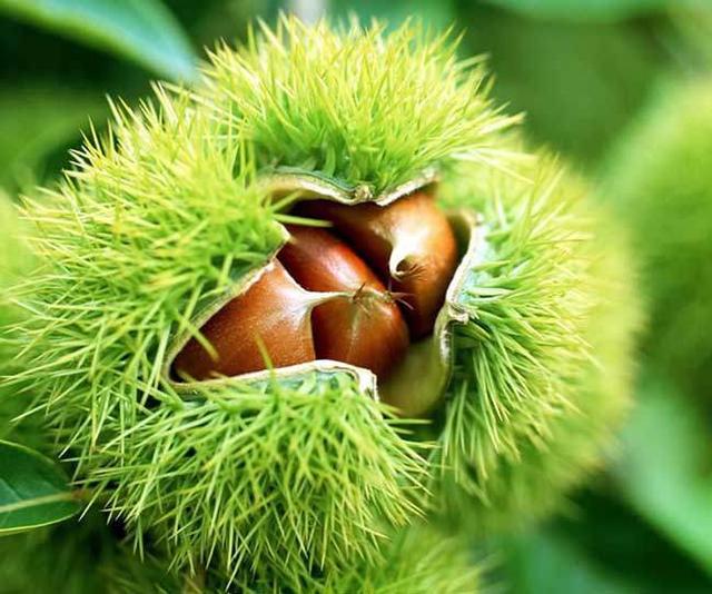 养生多面手——板栗