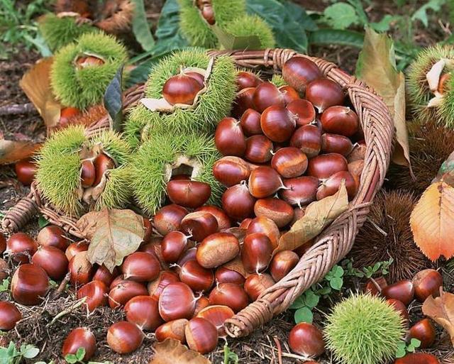 养生多面手——板栗