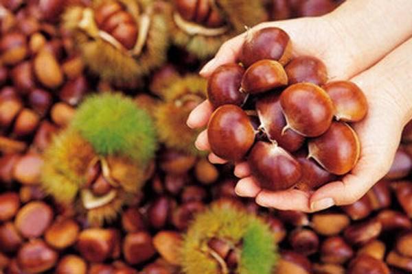 养生多面手——板栗