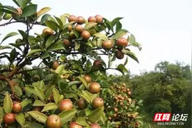 山茶果成熟了，它能榨出最纯粹的湖南味道图片