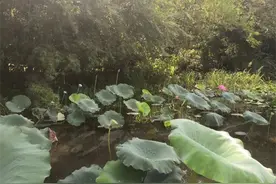 秋天也能赏荷？新品“西湖秋韵”花期到10月底 目前仅龙井路茅乡水情荷区能见图片