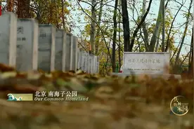 痛心！人类竟造成83%野生哺乳动物灭绝！保护生物多样性，中国与世界一起在行动→