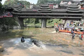 广西三江：侗寨斗牛闹金秋图片