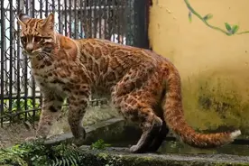 叹息！自贡动物园的金猫走了，全国动物园中仅剩两只对外公展的金猫图片