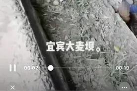 网传宜宾车祸两人当场被撞死 交警：实为一死一伤图片