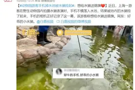 动物园游客手机掉水池被水獭捡起：想给水獭送锦旗图片