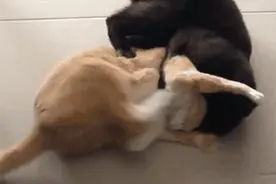 锁喉？亲妈被熊孩子用密码锁套脖子！已经打过了图片