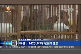 岷县：142只麻料鸟放归自然图片