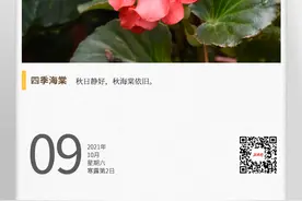 湖湘自然历丨秋海棠是海棠吗图片