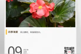湖湘自然历丨秋海棠是海棠吗图片