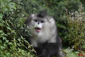 COP15濒危动物篇 | 滇金丝猴：曾经的猎人，成了它们的“守护神”图片