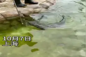 游客拍水獭手机落水 结果水獭把手机还回去 游客：给水獭颁锦旗图片