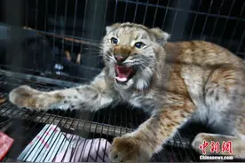 内蒙古居民家中来了只“大喵”不是“奶凶”是真凶图片