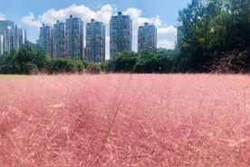 粉黛乱子草进入最佳观赏期，新一波打卡点位送上图片