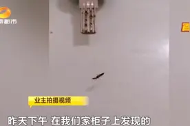 长沙一小区多名业主被“黑虫”毒伤，有医院7天接诊百余例！医生：千万别用手拍图片