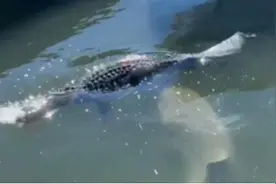 游客拍下潜伏鲨鱼袭击鳄鱼的惊险一幕图片