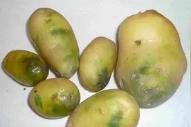 土豆放久了表皮有些发绿，还能吃吗？图片