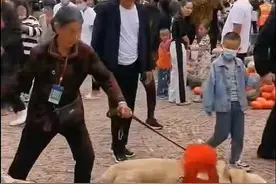 追踪有果！佳县狗拉车呕吐被取缔图片