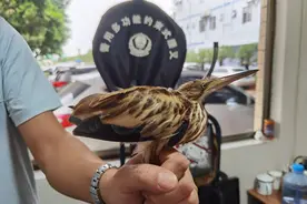 受伤‘怪鸟’​落脚广深高速，竟是国家“三有”保护动物图片