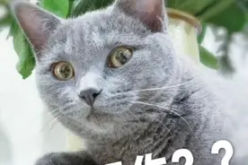 多人被骗百余万！大牌奢侈品两折卖？当心朋友圈代购有猫腻图片
