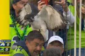 美橄榄球比赛中，场上吉祥物老鹰意外飞上看台，猛拍翅膀抓踩观众头部图片