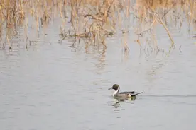 【提示】世界候鸟日，来欣赏申城最新的候鸟照片→图片