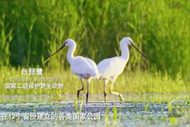 近10万人，腾让36.3万平方公里土地！只为还它们一个安静的“家”→图片