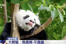 是熊不是猫！靠卖萌端上“铁饭碗”？来看国宝大熊猫的另一面图片
