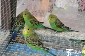 克拉玛依警方破获多起非法出售鹦鹉案件，提醒来了图片