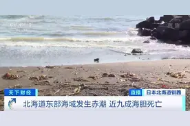 北海道海域首次发生严重赤潮现象，2万条鲑鱼死亡，未来5年或无海胆可捞图片