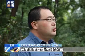 野外种群数量增加至1864只 大熊猫受威胁程度喜提“降级”图片