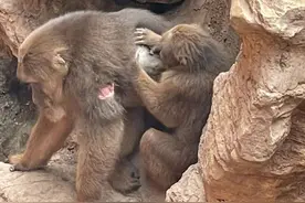 回应了！猴子争猴王被打伤图片