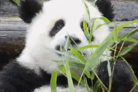 来四川，看大熊猫！图片