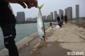 青岛：风雨无阻！鲐鲅鱼汛来，钓鱼爱好者后海忙甩竿图片