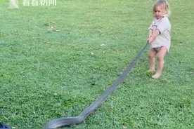 澳大利亚2岁男童手抓3米巨蟒 爸爸在一边指挥图片