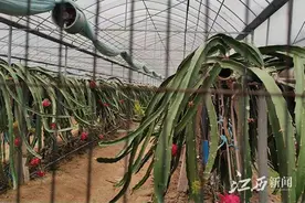 南昌安义县长均乡斐然生态园被指占用农田搞开发图片