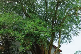 千岁“高龄”、遭雷击火烧不倒！湖南桂花界的“王者”等你来赏图片
