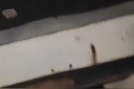 用户上传多段残忍虐猫视频，涉事平台：已封号图片
