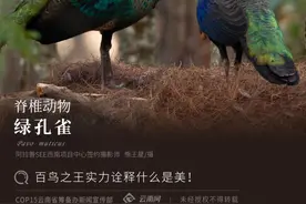 「云南生物多样性数字化百科图谱」绿孔雀：百鸟之王实力诠释什么是美图片