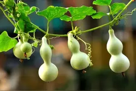 蓟州的葫芦图片