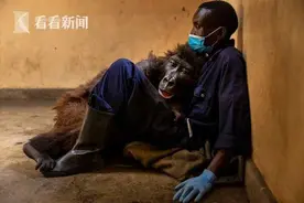 “自拍大猩猩”离世 短暂一生见证山地大猩猩复兴图片