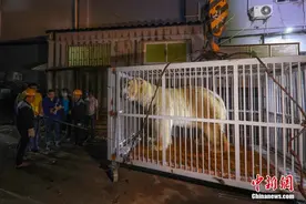 南京海底世界北极熊启程西安“娶媳妇”图片