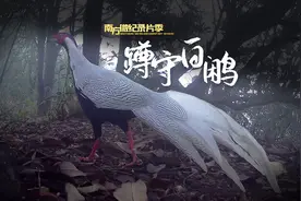 白鹇打架、豹猫出没…...我们在车八岭蹲守到罕见野生动物｜万物生长皆有灵图片