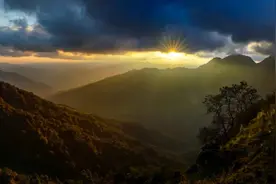 看！草木猴鹬鹅熊熊猫鸭……图片